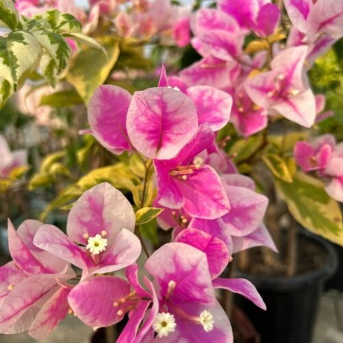 Royal Splash Bougainvillea Flower Plant