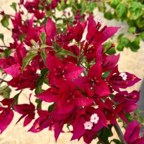 Rubi Red Bougainvillea Flower Plant