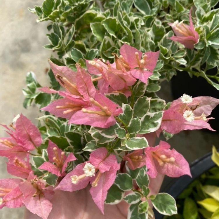 Sakura Belacon Bougainvillea Flower Plant 200 Sakura Belacon Bougainvillea Flower Plant