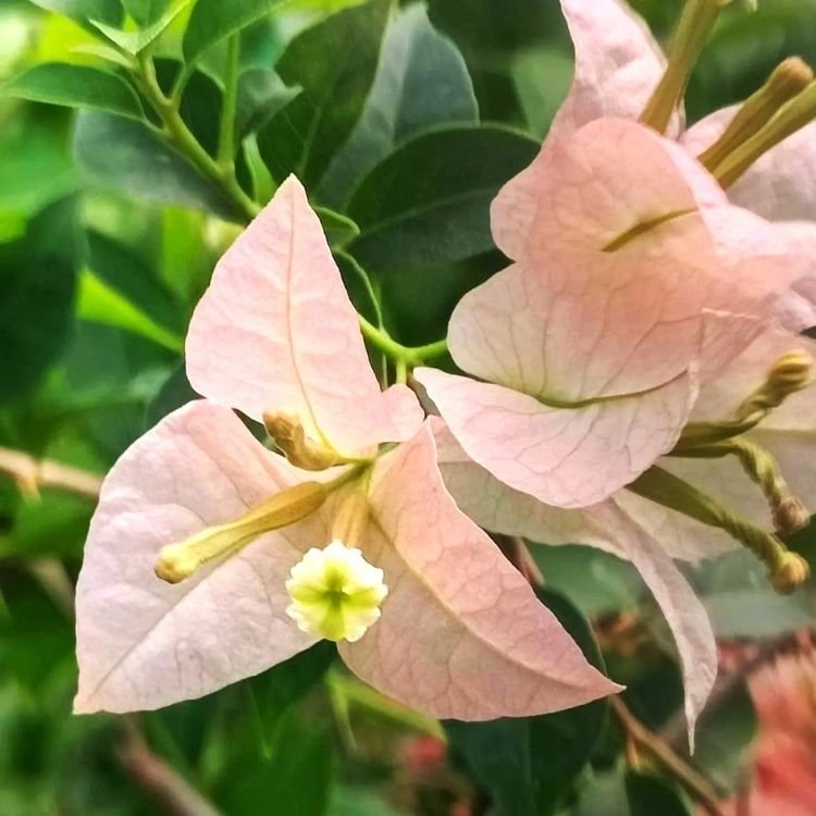Sakura Green Leaf Bougainvillea Flower Plant Sakura Green Leaf Bougainvillea Flower Plant