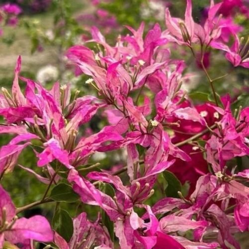 Sexy Ice Bougainvillea Flower Plant