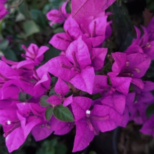 Spectrum Bougainvillea Flower Plant