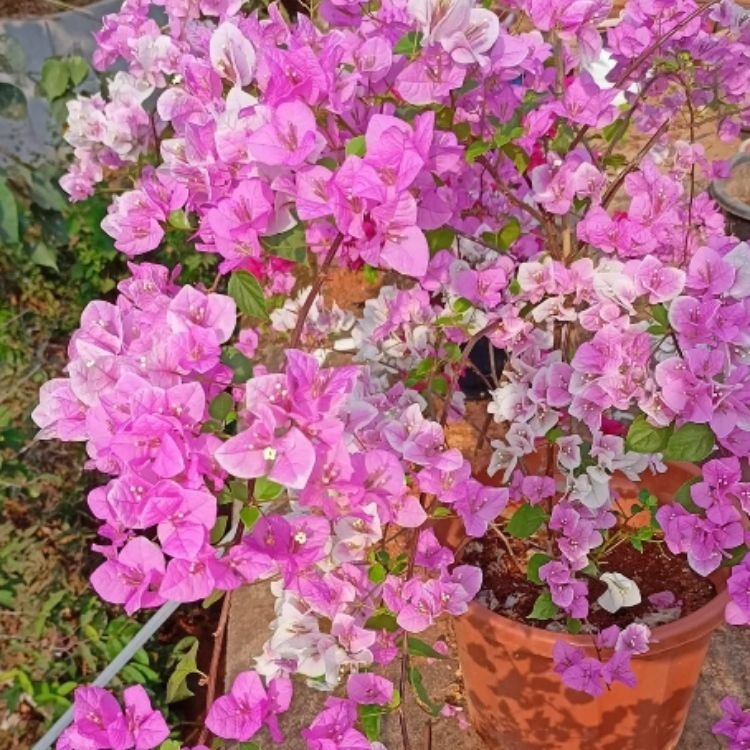 Splash Bougainvillea Flower Plant Splash Bougainvillea Flower Plant