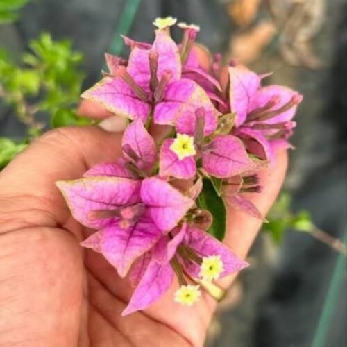 Ssb Purple Bougainvillea Flower Plant