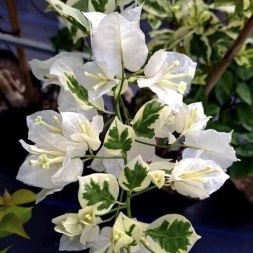 Ssb White Bougainvillea Flower Plant