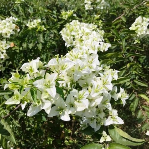 Subhra Bougainvillea Flower Plant