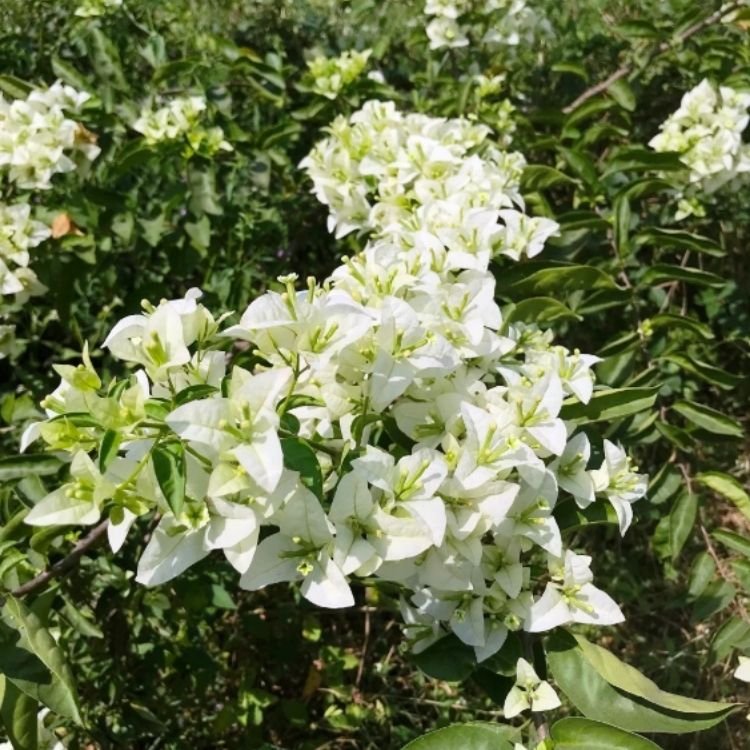 Subhra Bougainvillea Flower Plant