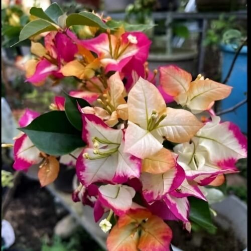 Sufia India Bougainvillea Flower Plant