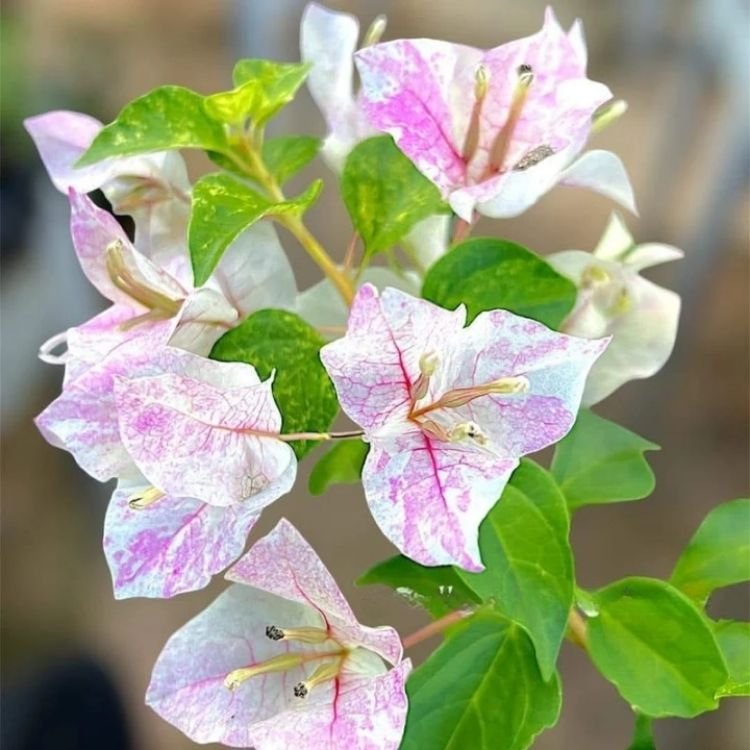 Sunstone White Bougainvillea Flower Plant Sunstone White Bougainvillea Flower Plant