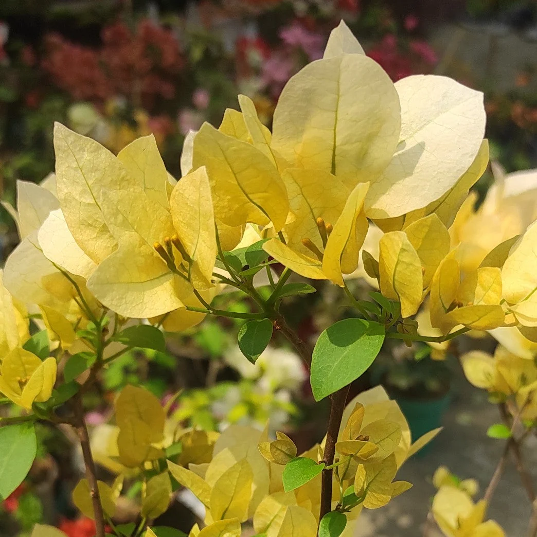 Suvarna Bougainvillea Flower Plant Suvarna Bougainvillea Flower Plant