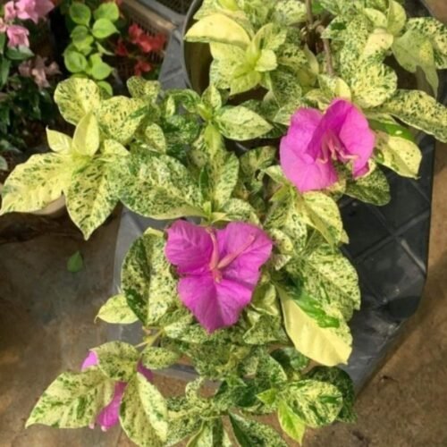 Tambunan Beauty Bougainvillea Flower Plant