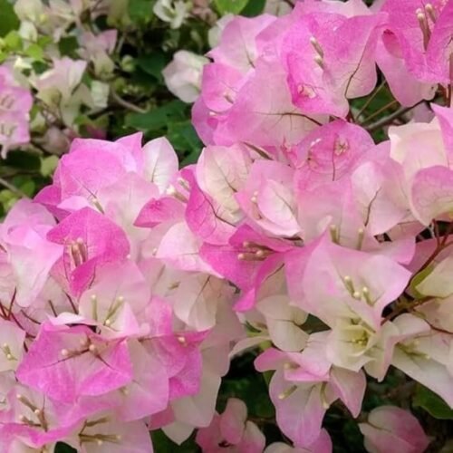 Thai Delight Bougainvillea Flower Plant