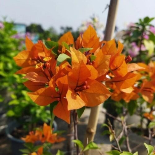 Thimma Orange Bougainvillea Flower Plant