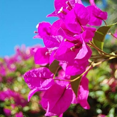 Thimma Pink Bougainvillea Flower Plant