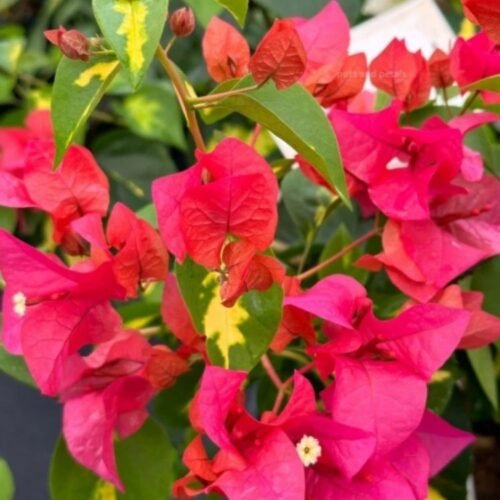 Thimma Red Bougainvillea Flower Plant