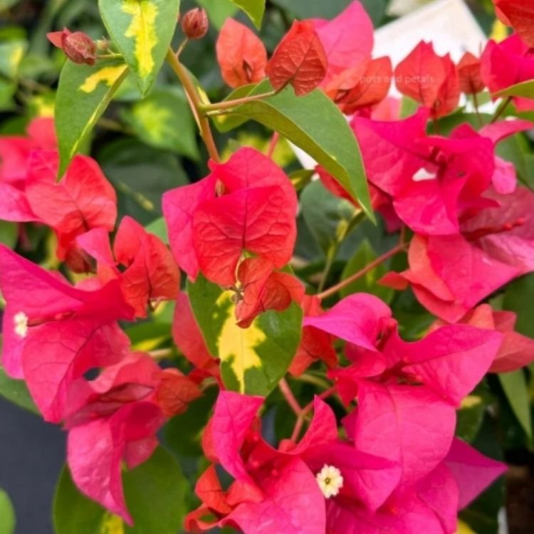 Thimma Red Bougainvillea Flower Plant Thimma Red Bougainvillea Flower Plant