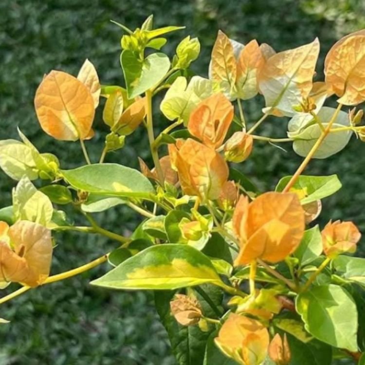 Thimma Yellow Bougainvillea Flower Plant Thimma Yellow Bougainvillea Flower Plant