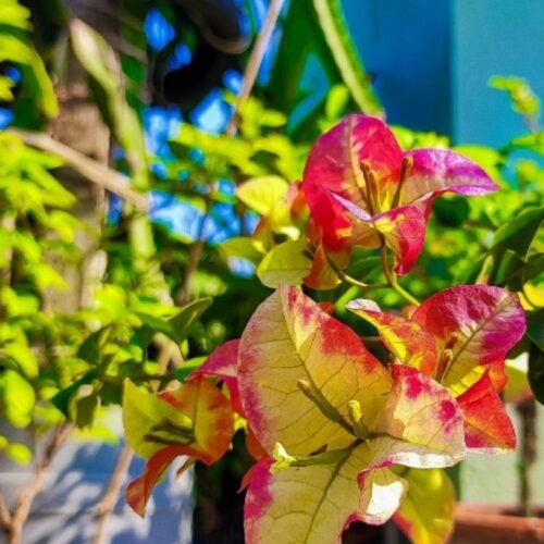 Three Star Bougainvillea Flower Plant