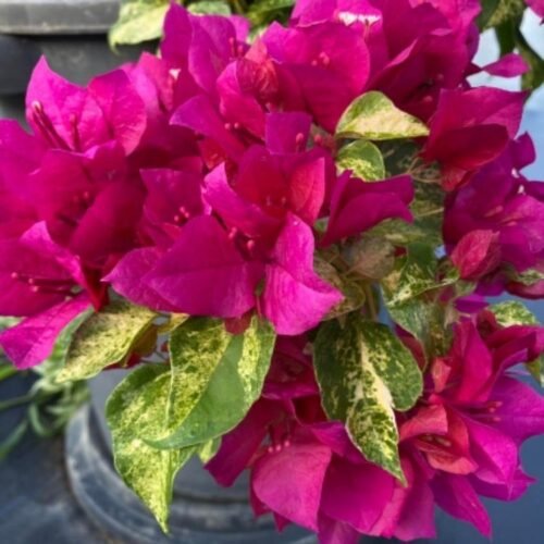 Tiger Snowflake Bougainvillea Flower Plant