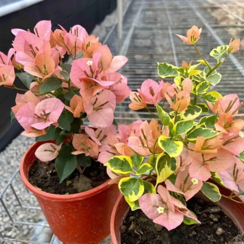 Tiwan Girl Bougainvillea Flower Plant