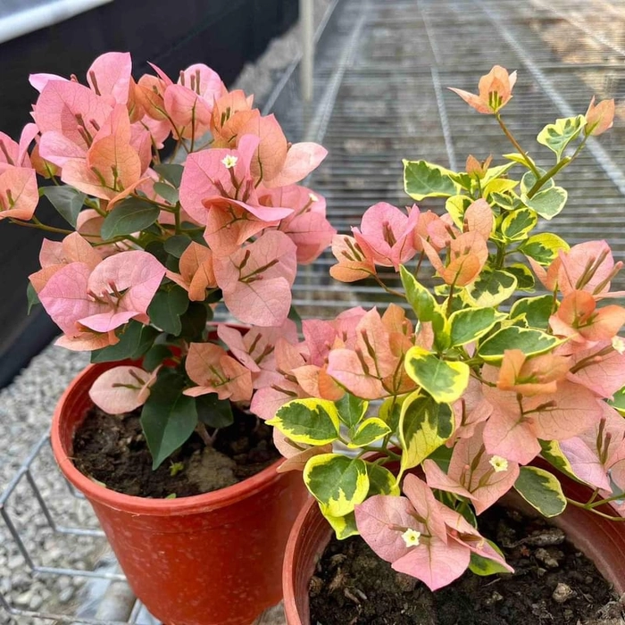 Tiwan Girl Bougainvillea Flower Plant Tiwan Girl Bougainvillea Flower Plant