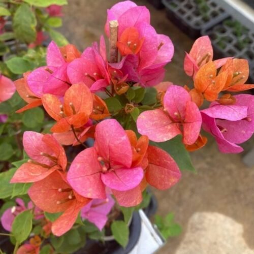 Vietnam Mix Bougainvillea Flower Plant