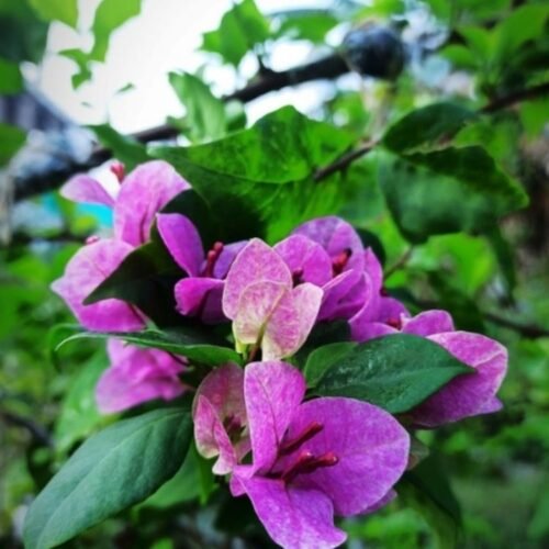 Violet September Bougainvillea Flower Plant