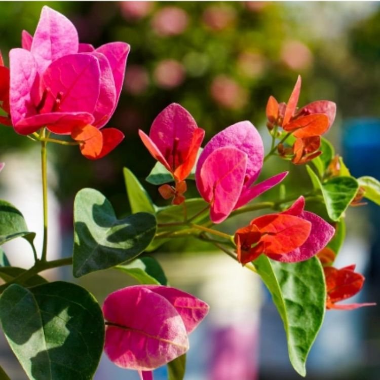Watermelon Kiss Bougainvillea Flower Plant Watermelon Kiss Bougainvillea Flower Plant