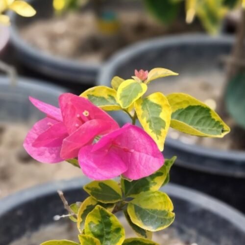 Watermelon Kiss Varigated Bougainvillea Flower Plant