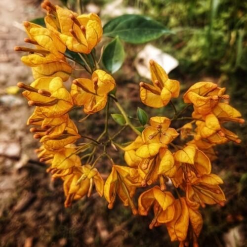 Yellow Tanglong Bougainvillea Flower Plant